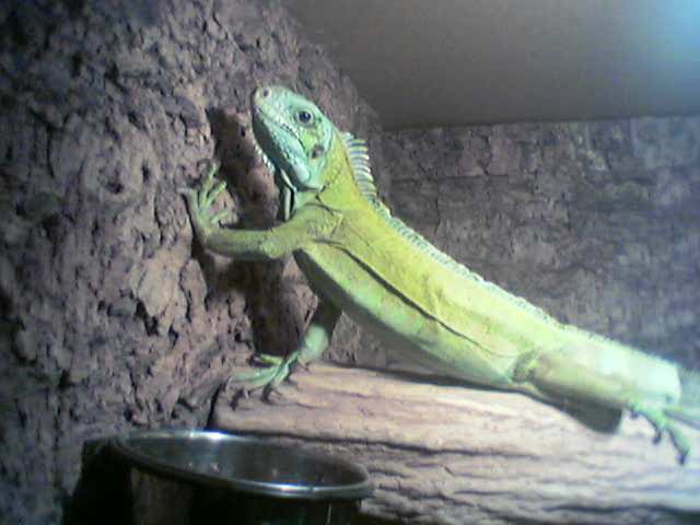 Ramses
